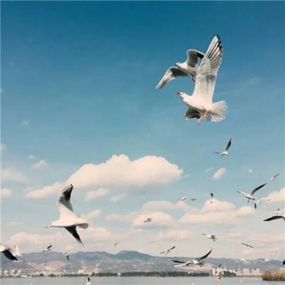 荷兰国际:日本通胀疲软是暂时的,不会改变日本央行的利率周期千年大计 拔节生长