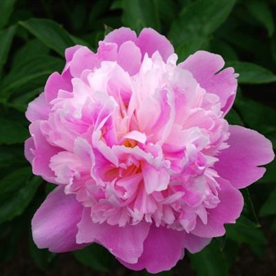 1688cc彩票app全站版亮点